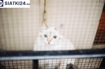 Siatki Brzeg Dolny - Zabezpieczenie balkonu siatką - Kocia siatka - bezpieczny kot dla terenów Brzegu Dolnego