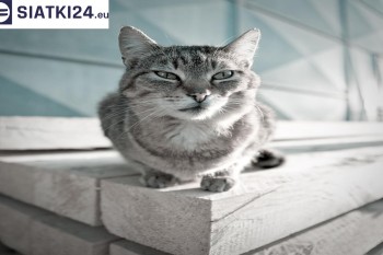 Siatki Brzeg Dolny - Siatka na balkony dla kota i zabezpieczenie dzieci dla terenów Brzegu Dolnego